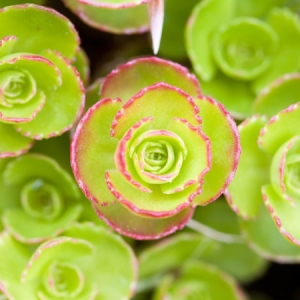 Sedum ground cover