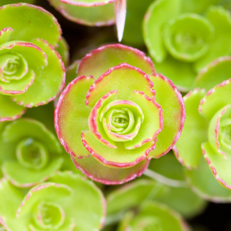 Sedum ground cover