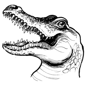 Smiling gator