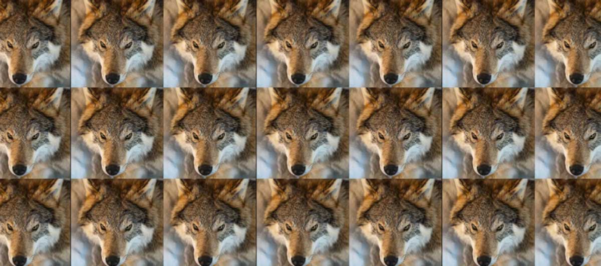 Wolves multiplied