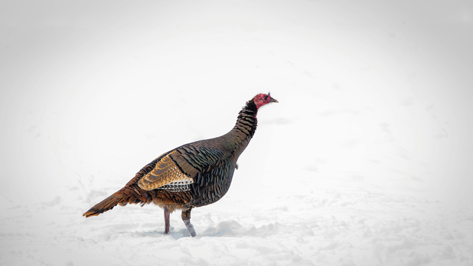 a turkey's layers of protection are akin to cybersecurity layers