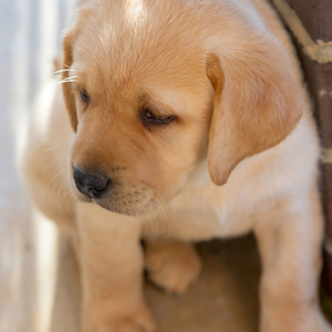 Golden retriever puppy dog