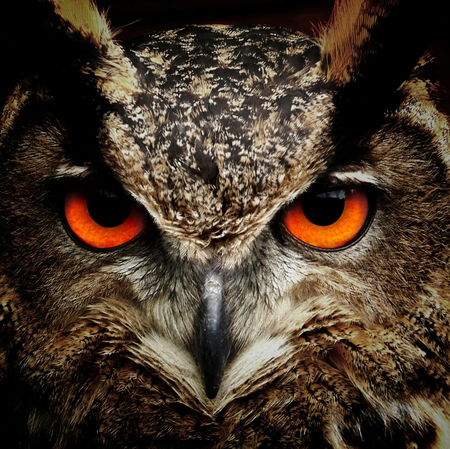 an owl