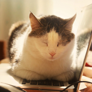 Cat on laptop