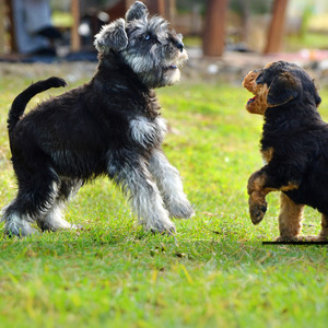 airedale and schnauzer greet