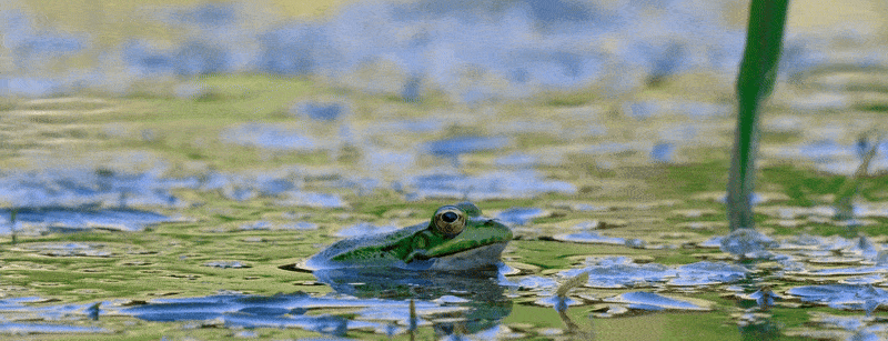 Frog in pond