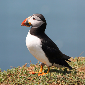 Atlantic puffin, an endangered bird – businesses that have not suffered a cyber-incident are getting to be rare