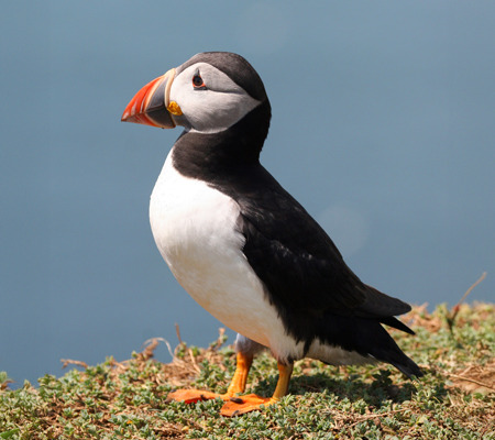 Atlantic puffin, an endangered bird – businesses that have not suffered a cyber-incident are getting to be rare