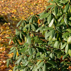 Rhododendrons in bud