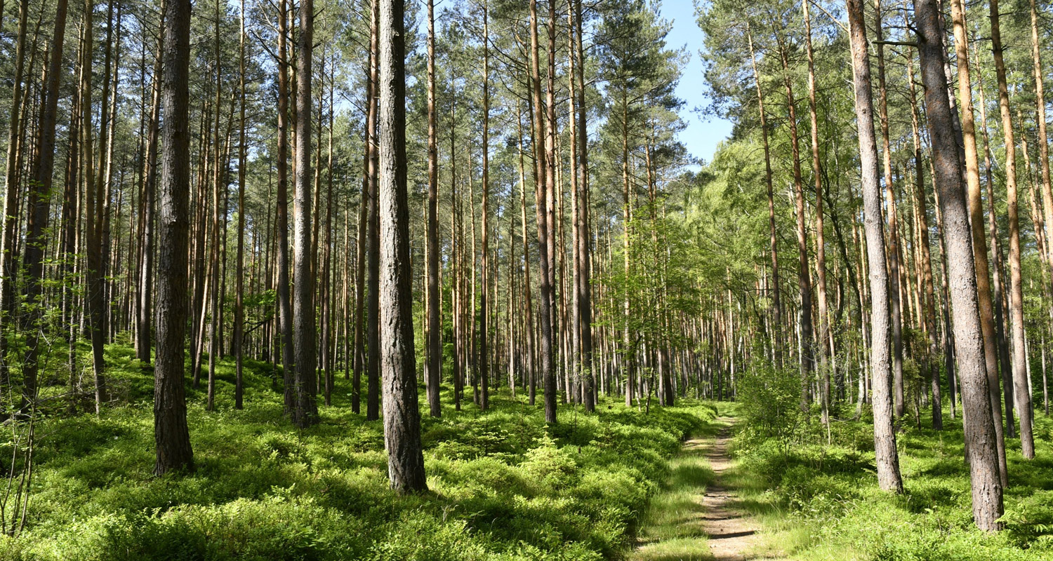 Wooded path